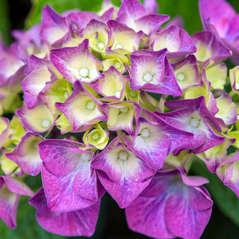 purple flowers